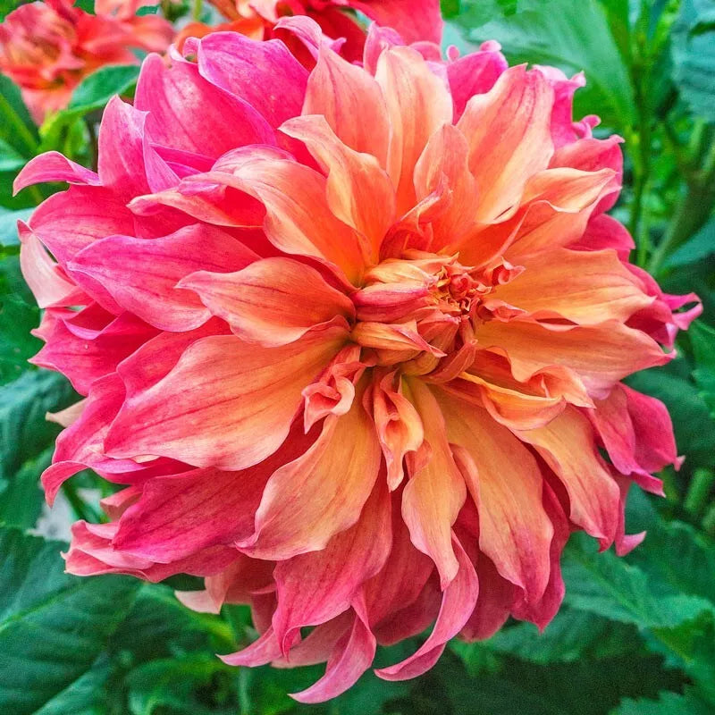 1 Belle Of Barmera Giant Dinnerplate Dahlia Bulb Tuber Clump Coral Raspberry Bulbs Plant