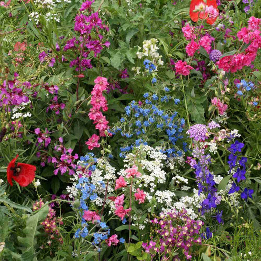 200+ Partial Shade Wildflower Mix Colorful Mixture 13 Species Flower Seeds | www.seedsplantworld.com