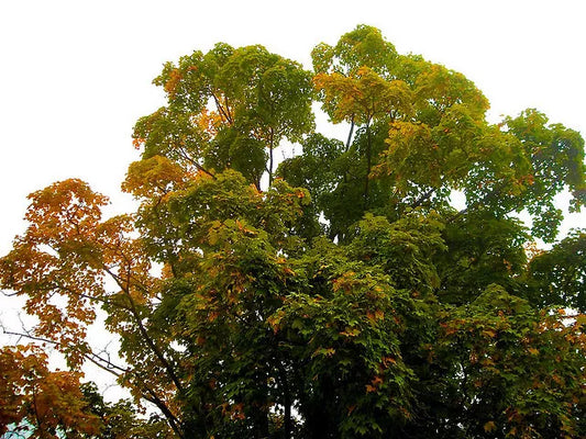 15 Maple Tall Maple Shade Tree Seeds | www.seedsplantworld.com