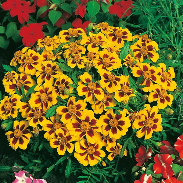 100 Dainty Marietta Dwarf Marigold Seeds Non-GMO Flower Seeds | www.seedsplantworld.com