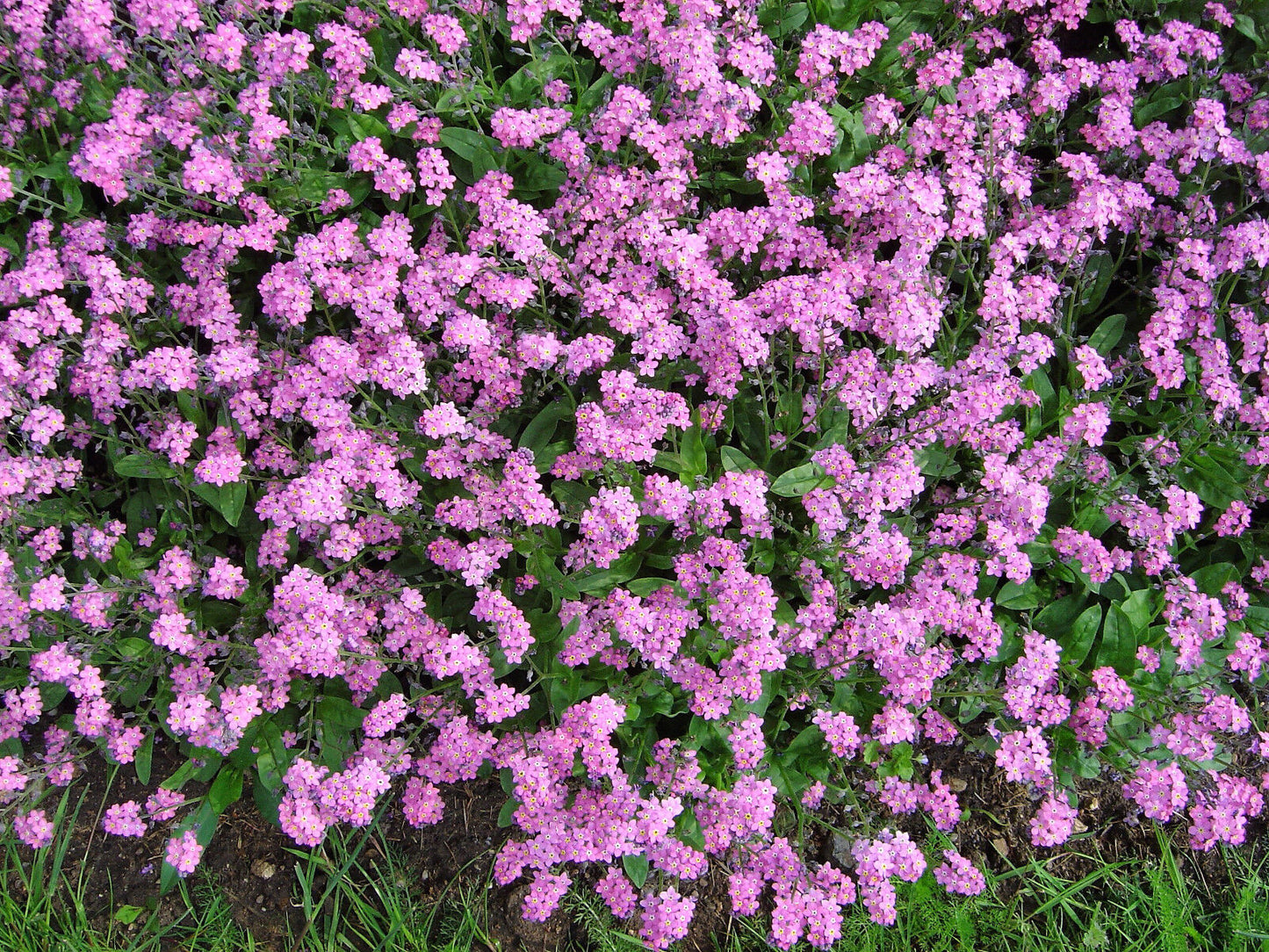 100 Victoria Pink Forget Me Not Myosotis Alpestris Flower Seeds | www.seedsplantworld.com