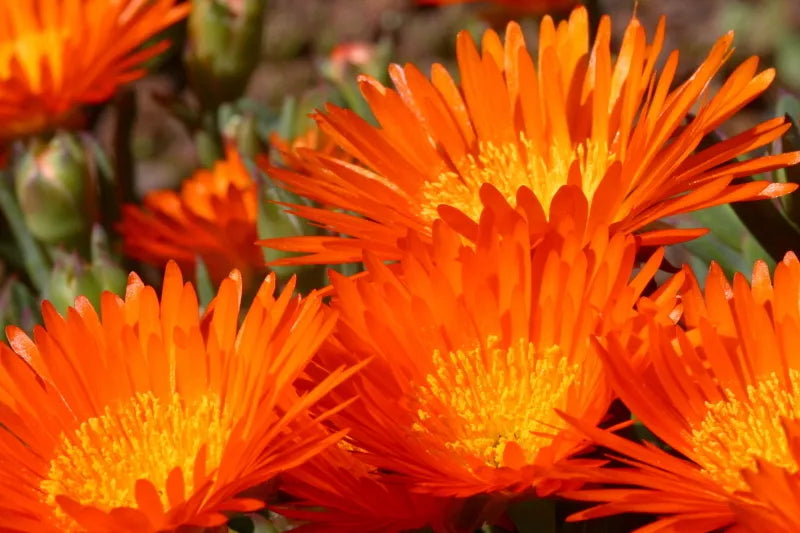 100 Gelato Orange Ice Plant Mesembryanthemum Livingstone Daisy Flower Seeds | www.seedsplantworld.com