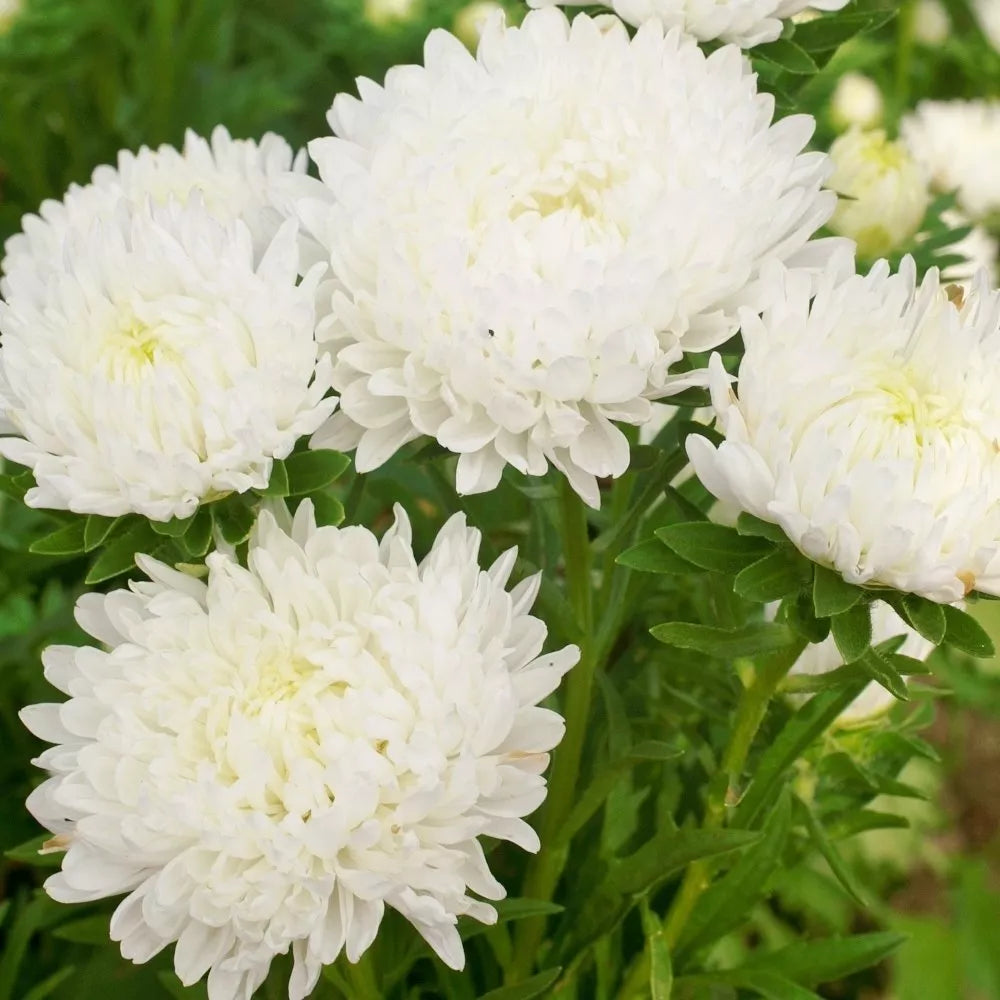 30 Duchess White Paeony Aster French Peony Callistephus Flower Seeds | www.seedsplantworld.com