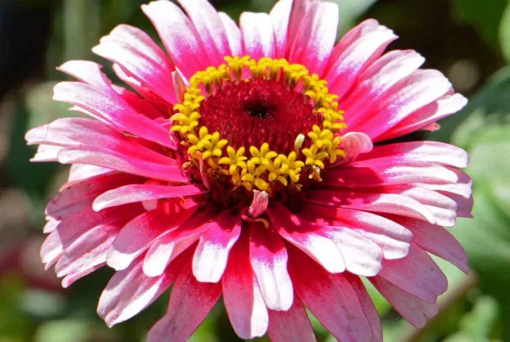 51 Zinnia Ice Queen Red White Large Annual Flower Seeds | www.seedsplantworld.com