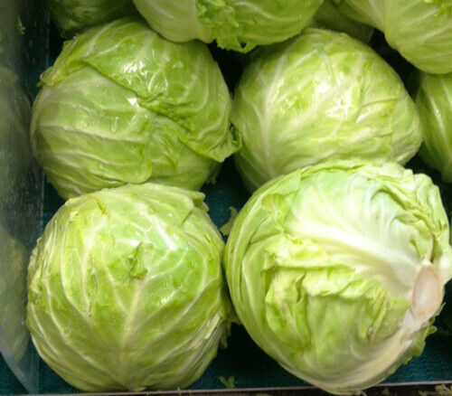 175 Cabbage Danish Ballhead Vegetable Seeds | www.seedsplantworld.com