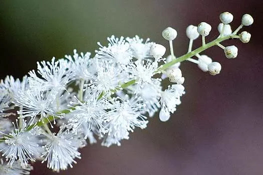 Black Cohosh 5 Bulb/Root Bugbane, Black Snakeroot Live Plant