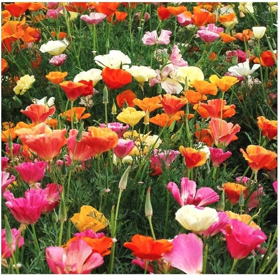 250+ Mission Bells California Poppy Eschscholzia Flower Seeds | www.seedsplantworld.com