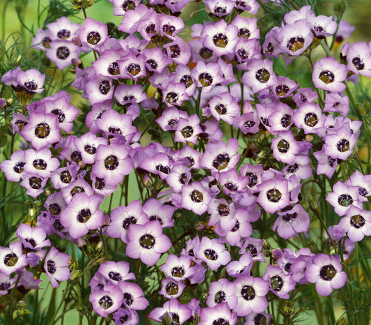 300+ Bird's Eyes Gilia Tricolor Annual Flower Seeds | www.seedsplantworld.com