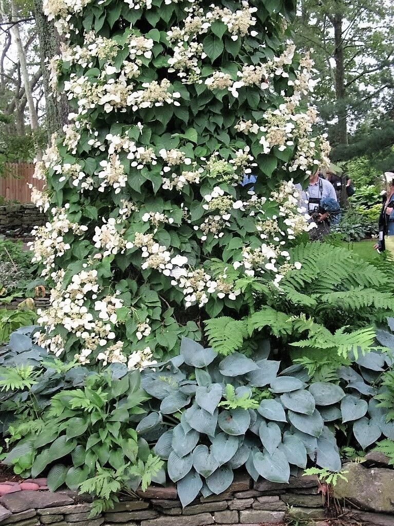 50 Japanese Hydrangea Vine White Flower Schizophragma Hydrangeoides Seeds | www.seedsplantworld.com