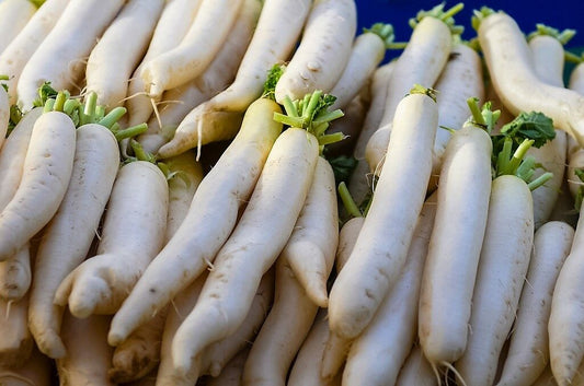 500 Japanese Minowase Radish Huge Daikon White Raphanus Sativus Vegetable Seeds | www.seedsplantworld.com