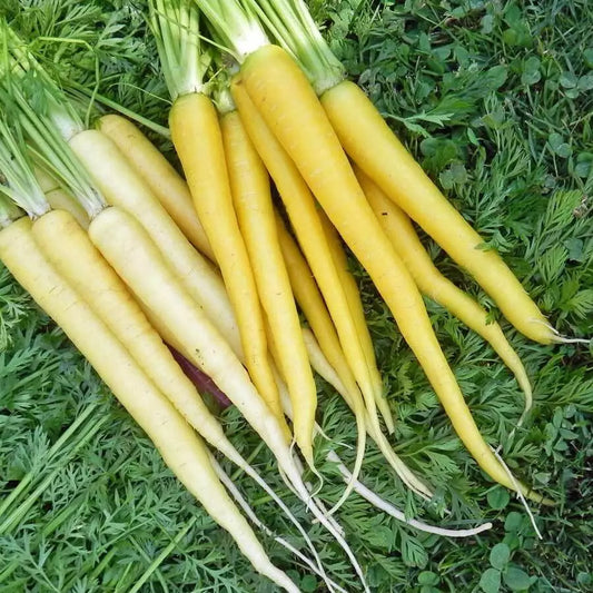 200 Solar Yellow Carrot Seeds Non-GMO Vegetable Seeds | www.seedsplantworld.com