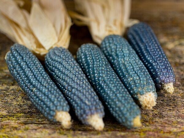 25 Ct Blue Miniature Popcorn Corn NON-GMO Vegetable Seeds | www.seedsplantworld.com