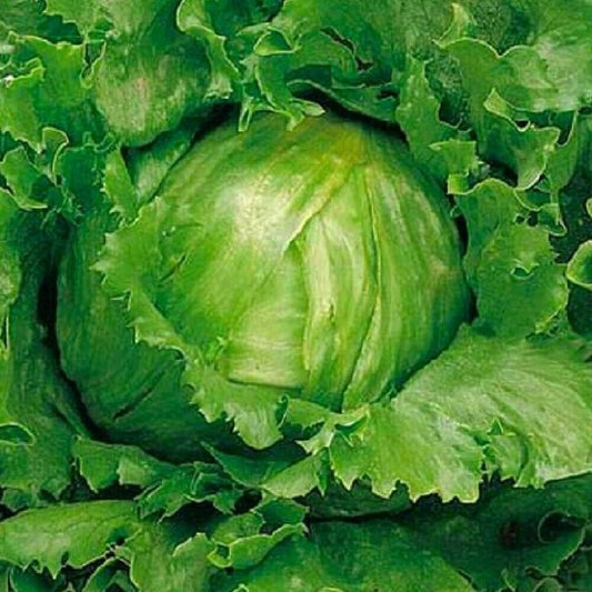 100 Crisphead Great Lakes Lettuce NON-GMO Heirloom Vegetable Seeds | www.seedsplantworld.com