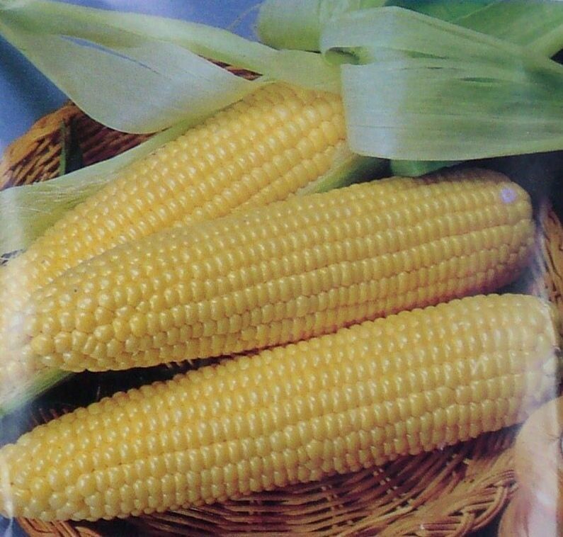 25 Iochief Yellow Corn Sweet Garden NON-GMO Heirloom Vegetable Seeds | www.seedsplantworld.com