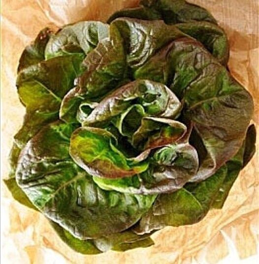 3000 Bronze Mignonette Lettuce Butterhead Lactuca Sativa Vegetable Seeds | www.seedsplantworld.com