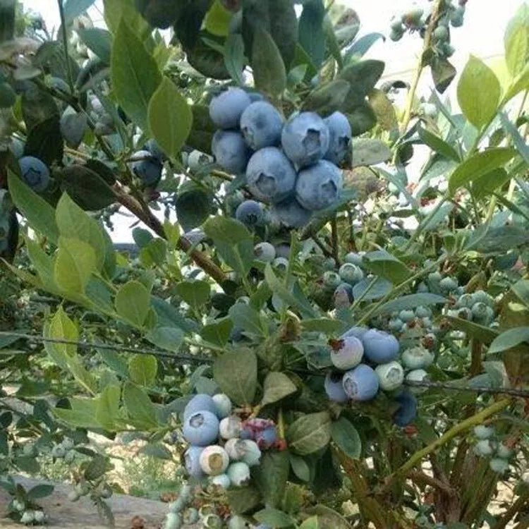 1 Biloxi Southern Highbush Blueberry Healthy Live Plant Pruned For Planting Fruit Plant