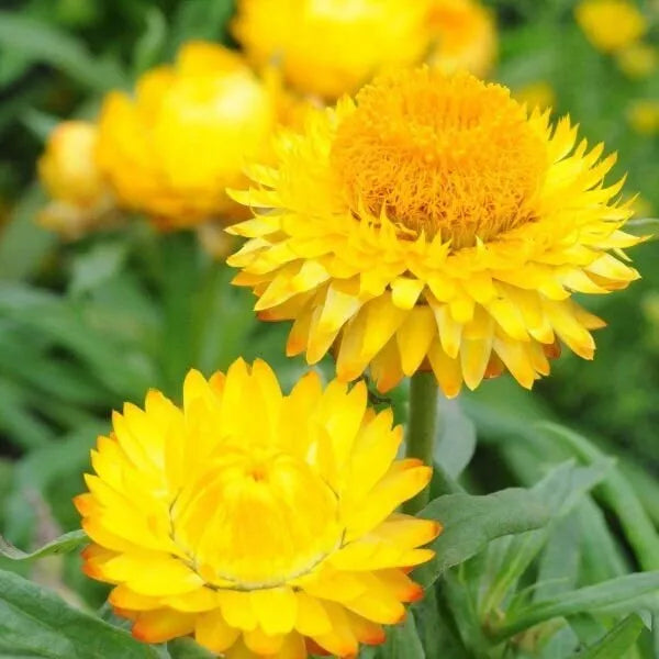 100 Golden Yellow Strawflower Seeds Non-GMO Flower Seeds | www.seedsplantworld.com