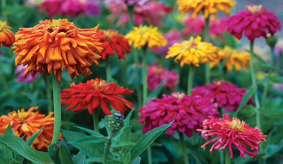 115 Zinnia Cactus Giant Zinnia Flower Seeds | www.seedsplantworld.com