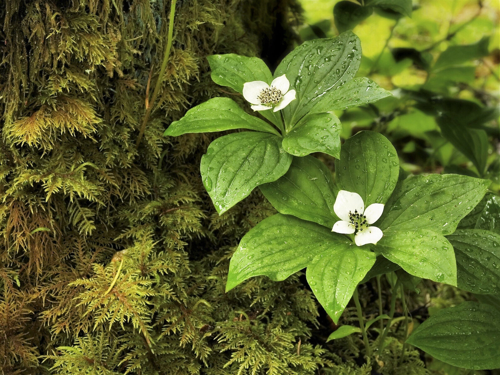 15 Western Bunchberry Alaskan Dogwood Cornus Unalaschkensis White Sun Shade Seeds | www.seedsplantworld.com