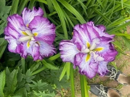 1 Japanese Iris Tiramisu Bare Root Rhizome Huge 6" Perennial Blooms Rooted Plant | www.seedsplantworld.com