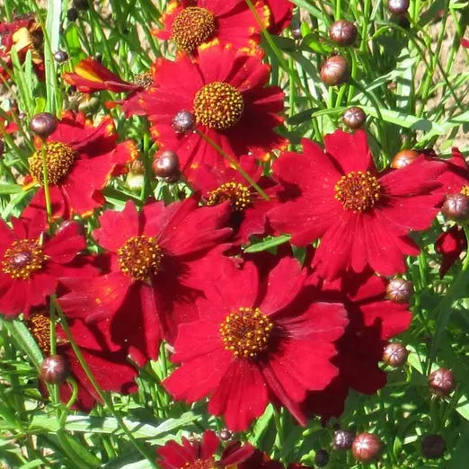 100 Tall Red Plains Coreopsis Seeds Non-GMO Flower Seeds | www.seedsplantworld.com