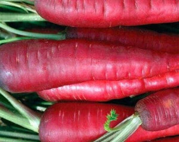 135 Carrot Atomic Red Vegetable Seeds | www.seedsplantworld.com