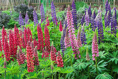 Russell Lupine Mix 50 Seeds