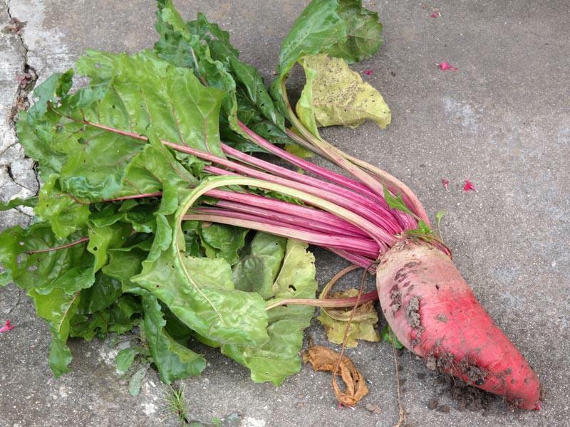 100 Ct Beet Mangel Red Mammoth NON-GMO Vegetable Seeds | www.seedsplantworld.com