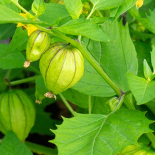 100 Tomatillo Grande Rio Verde NON-GMO Heirloom Fruit Seeds | www.seedsplantworld.com