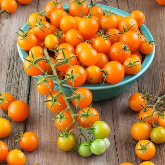 10 Sungold Tomato Seeds Sun Gold Tomato Seeds (F1) Non-GMO Vegetable Seeds | www.seedsplantworld.com