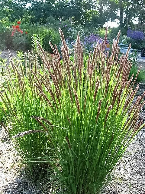 20 Red Spire Melic Grass Purple Melica Transsilvanica Flower Seeds | www.seedsplantworld.com