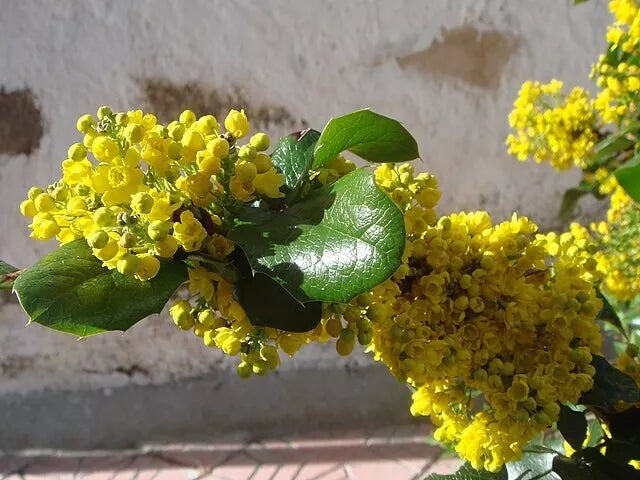 Oregon Grape Holly, 50 Seeds