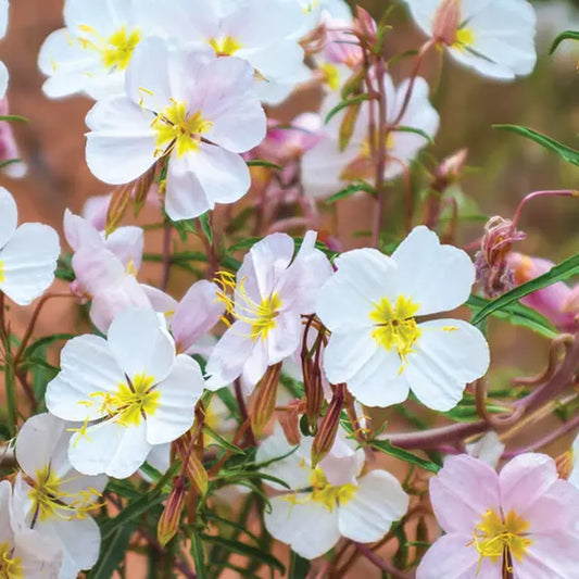 100 Pale Evening Primrose Seeds Non-GMO Flower Seeds | www.seedsplantworld.com