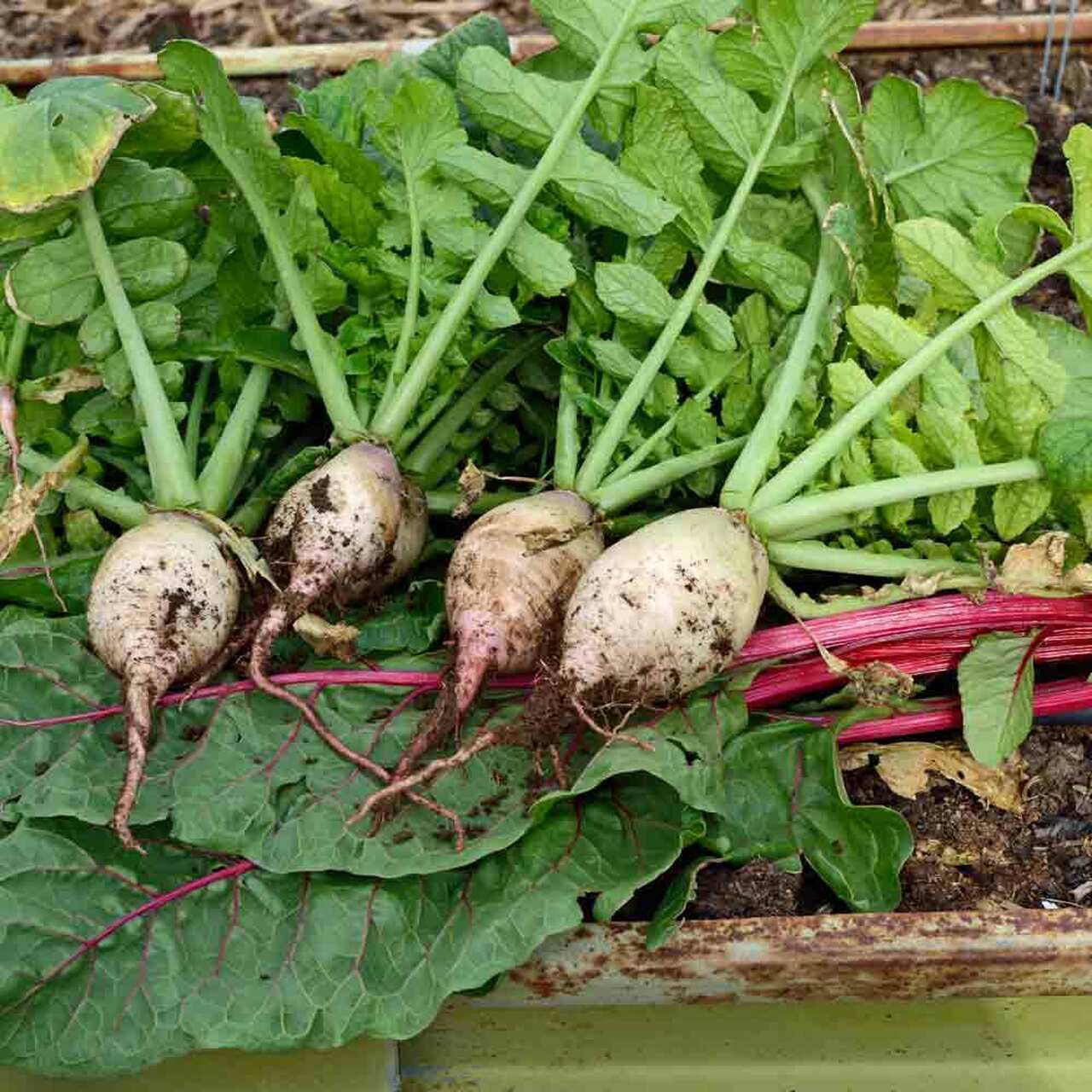 1000+ Seven Top Turnip Garden NON-GMO Heirloom Vegetable Seeds | www.seedsplantworld.com