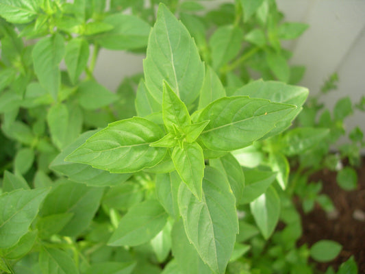 90 Basil Lime Cullinary Herb Rare Lime Scented Herb Seeds | www.seedsplantworld.com