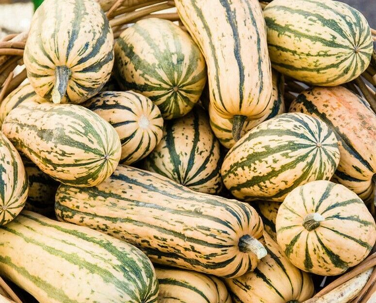 20 Ct Delicata Squash Winter Garden Sweet Potato Squash Vegetable Seeds | www.seedsplantworld.com