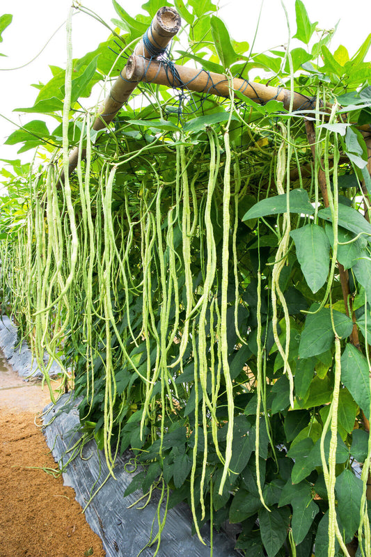 100 Lady Cowpea Southern Cow Pea Vigna Unguiculata Legume Lady Finger Bean Seeds | www.seedsplantworld.com