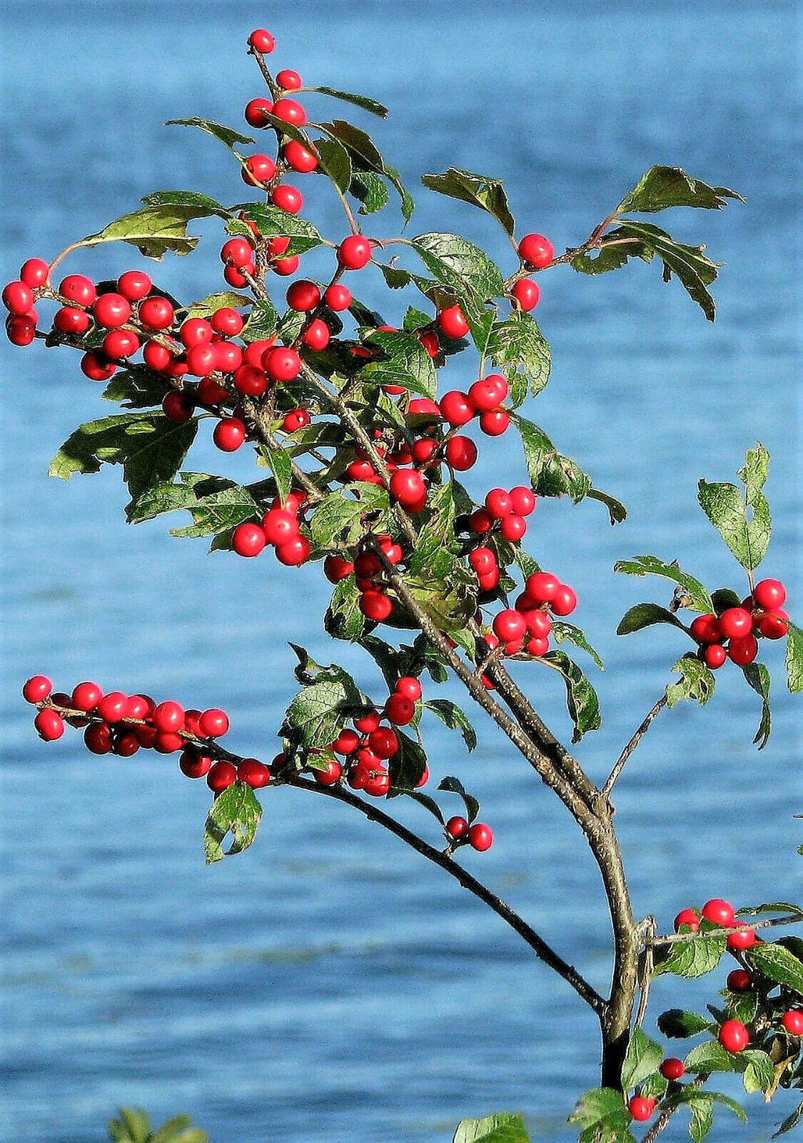 50 Winterberry Holly Ilex Verticillata Black Alder Tree Shrub Red Berry Seeds | www.seedsplantworld.com