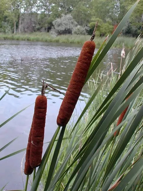 50 Cattails Cat Tails Typha Latifolia Water Pond Grass Flower Seeds | www.seedsplantworld.com