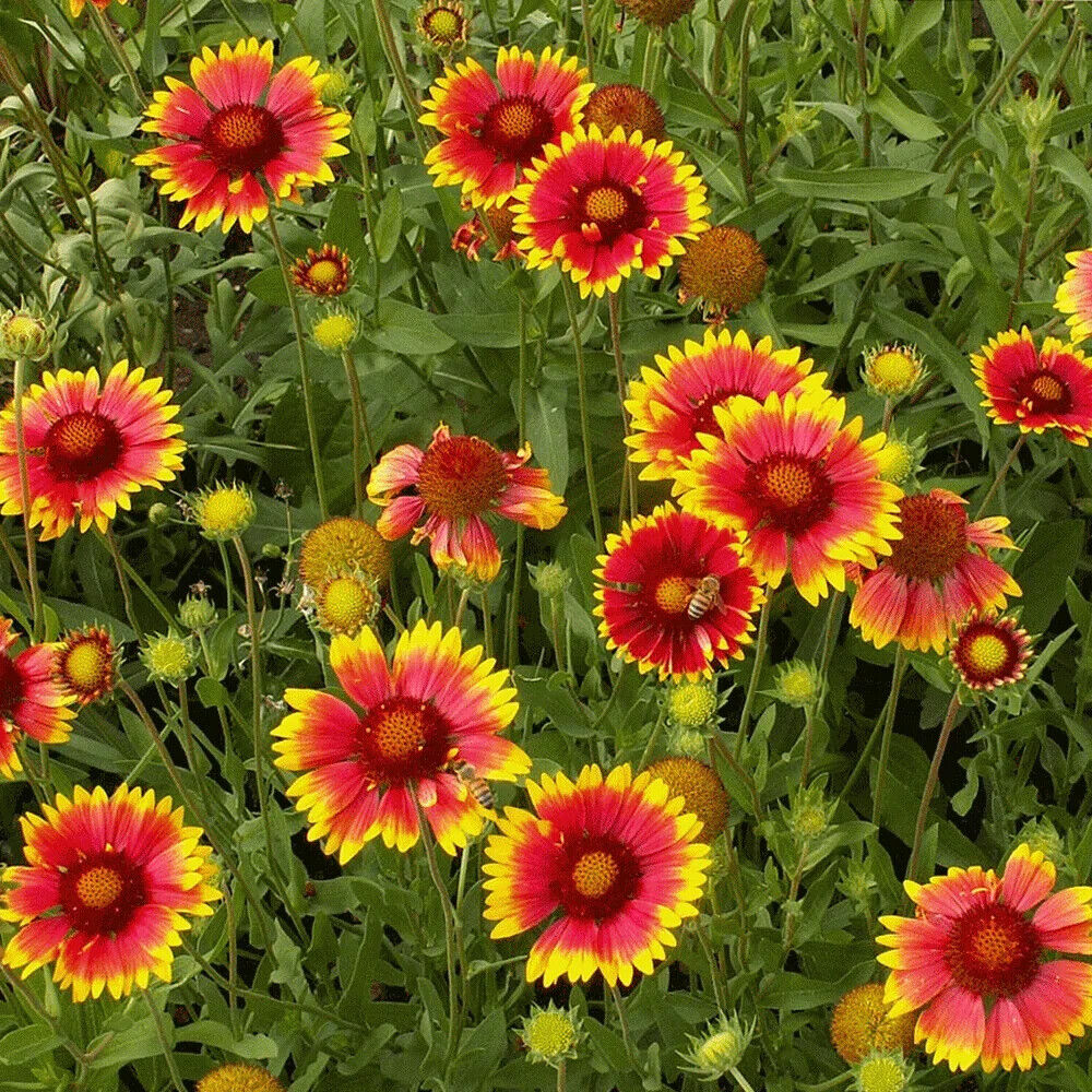 315 Indian Blanket Drought Resistant Flower Seeds | www.seedsplantworld.com