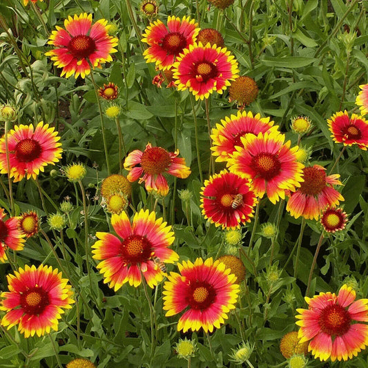 315 Indian Blanket Drought Resistant Flower Seeds | www.seedsplantworld.com