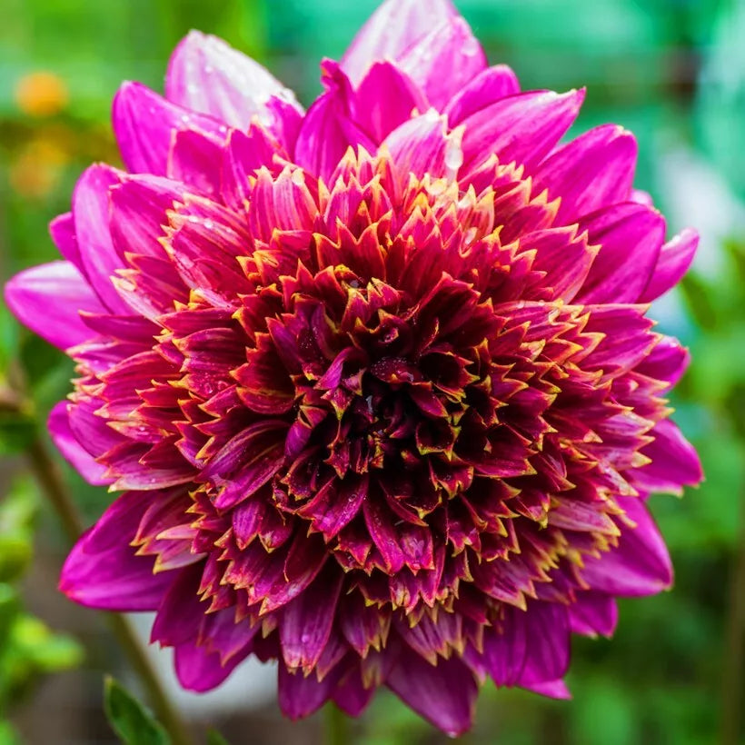 1 Alyshia Powder Puff Dahlia Bulb Tuber Clump A Favorite Of Butterflies Bulbs Plant