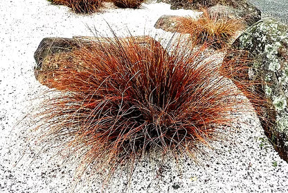 Orange Sedge Grass 100 Seeds | www.seedsplantworld.com