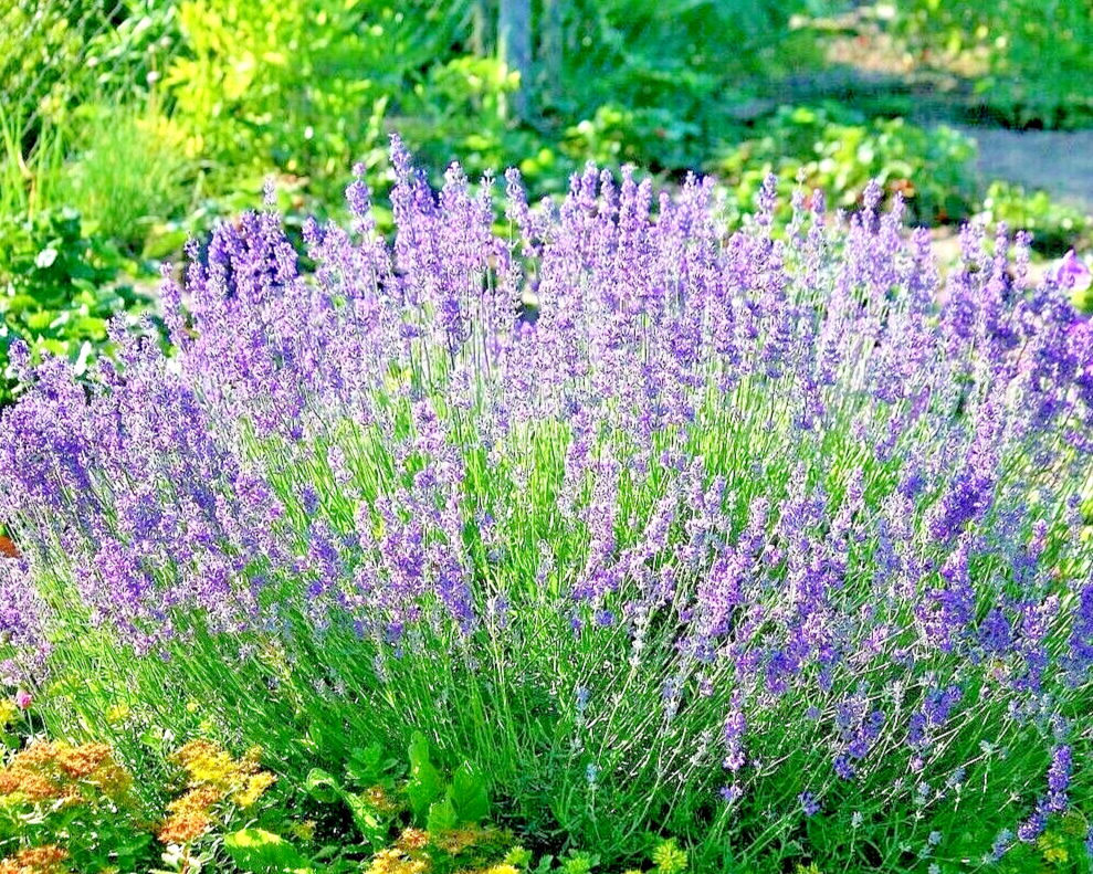 800 Lavender Vera Flower Seeds | www.seedsplantworld.com