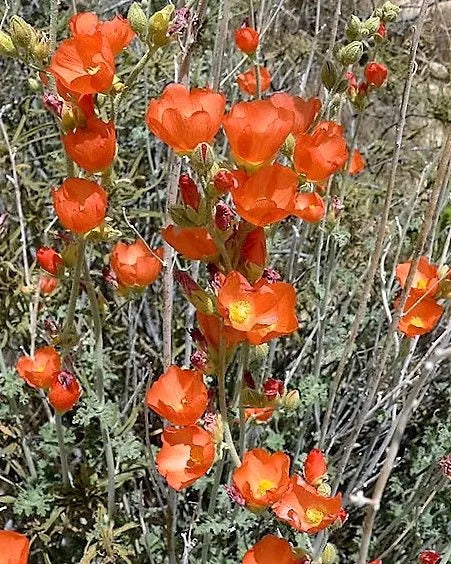 20 Apricot Desert Globemallow Mallow Sphaeralcea Ambigua Flower Seeds | www.seedsplantworld.com