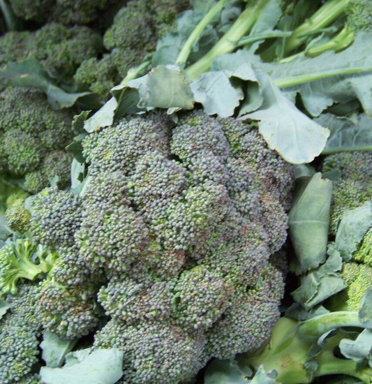 180 Broccoli Waltham Broccoli Vegetable Seeds | www.seedsplantworld.com