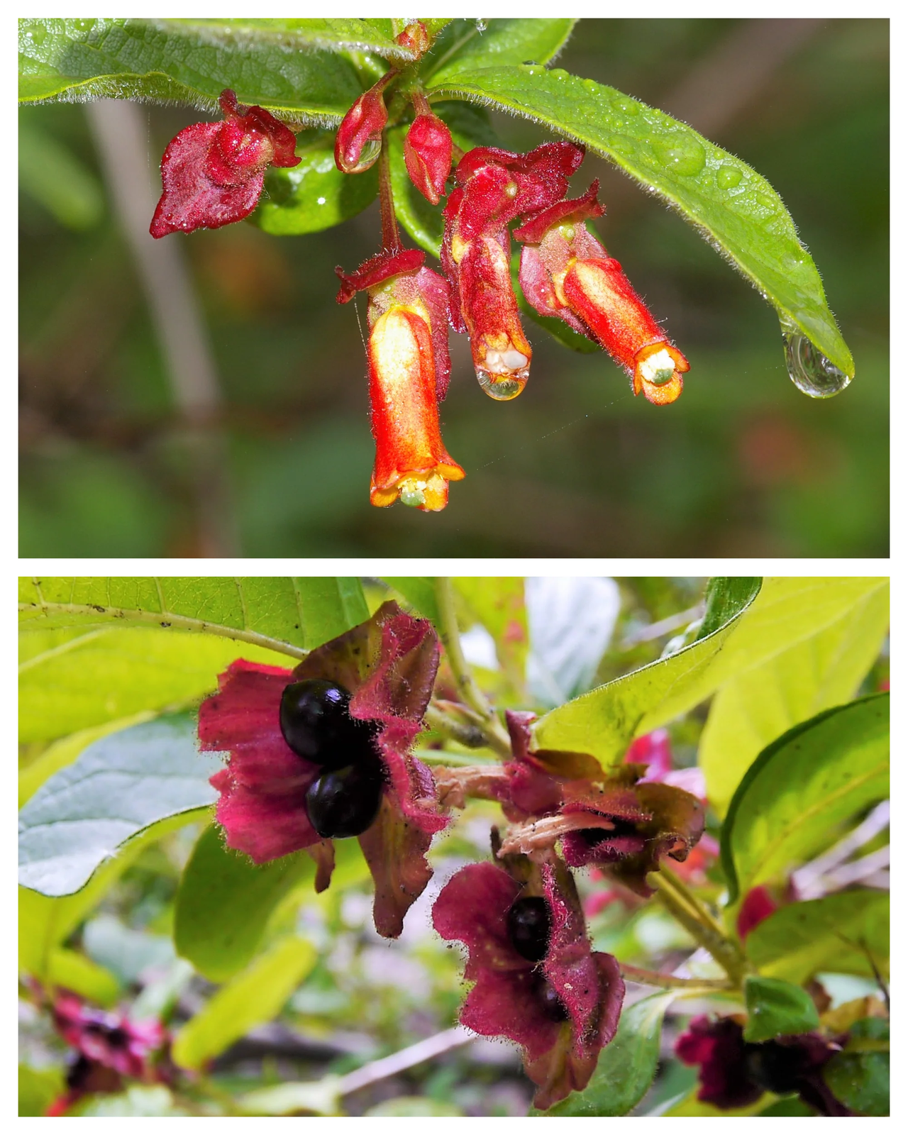 25 Twinberry Honeysuckle Lonicera Involucrata Shrub Yellow Red Flower Seeds | www.seedsplantworld.com