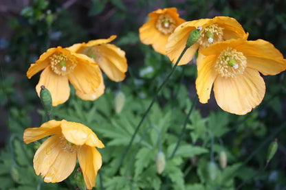 Welsh Poppy, 154+ Seeds | www.seedsplantworld.com