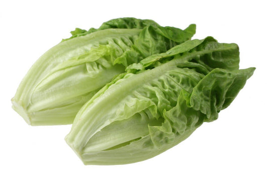 3000 Little Gem Lettuce Small Romaine Butterhead Lactuca Sativa Vegetable Seeds | www.seedsplantworld.com