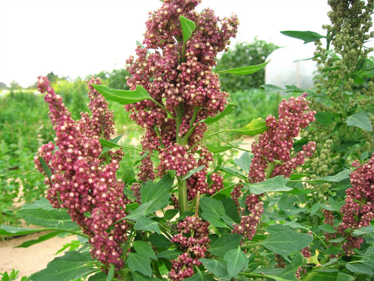 100 Organic Cocoa Cherry Quinoa Grain Chenopodium Quinoa Red & Brown Seeds | www.seedsplantworld.com